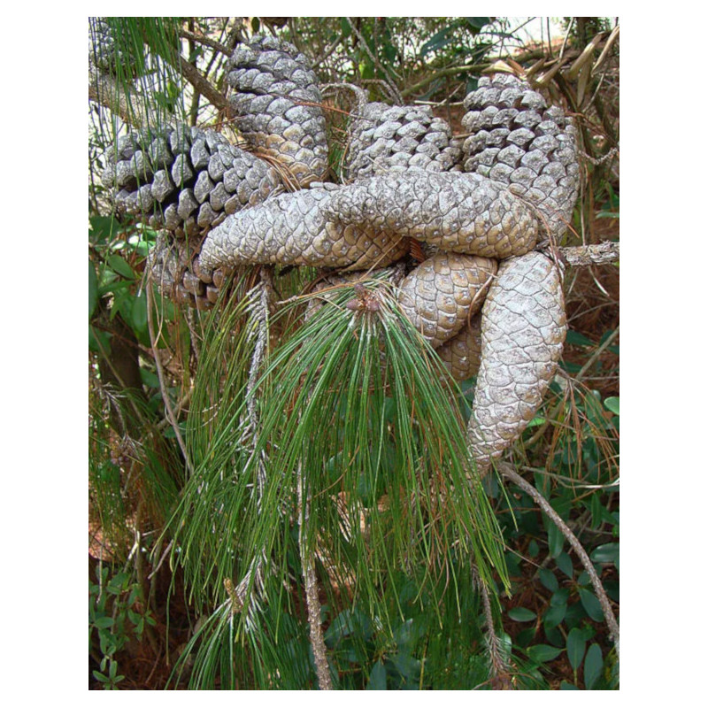 SOSNA PŁACZĄCA Pinus patula