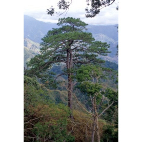 SOSNA WIOTKA  Pinus kesiya