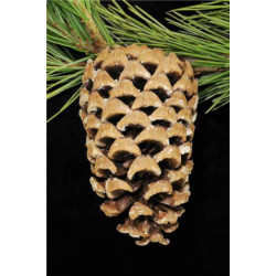 SOSNA GERARDA Pinus Gerardiana