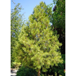 SOSNA GERARDA Pinus Gerardiana