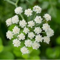 BIEDRZENIEC ANYŻ Pimpinella anisum