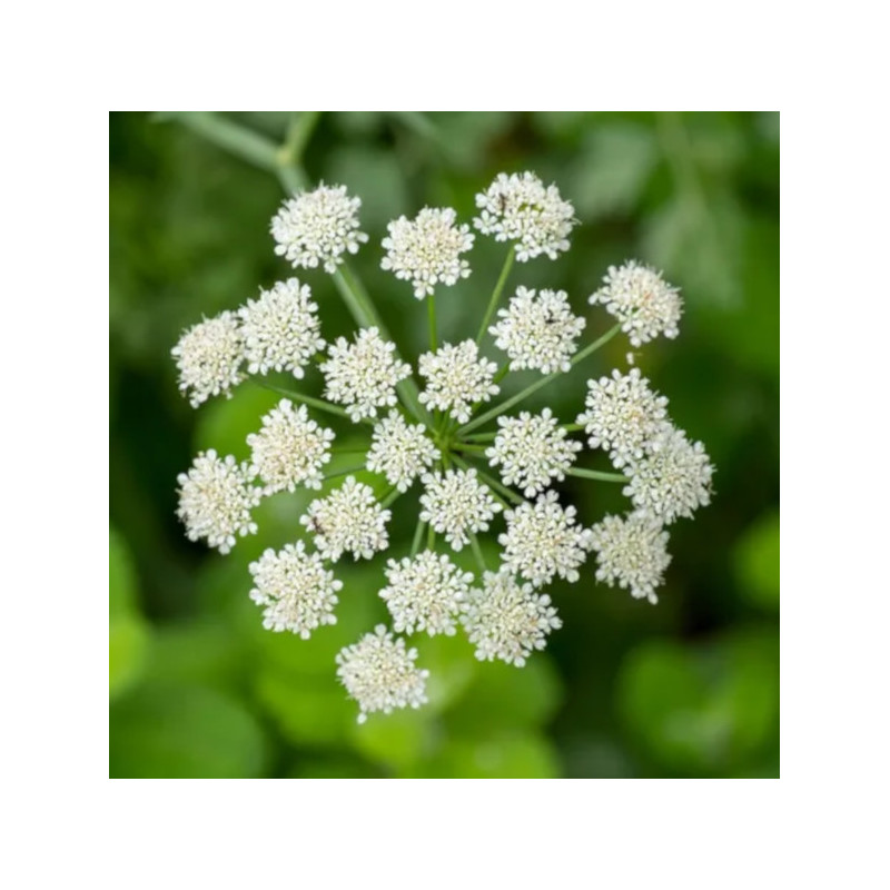 BIEDRZENIEC ANYŻ Pimpinella anisum