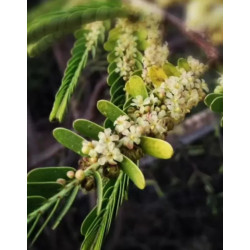 LIŚCIOKWIAT GARBNIKOWY  Phyllanthus emblica