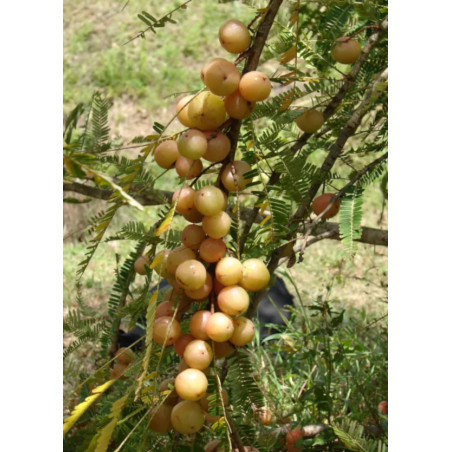 LIŚCIOKWIAT GARBNIKOWY  Phyllanthus emblica