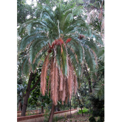 PALMA DAKTYLOWA KLIFOWA Phoenix Rupicola