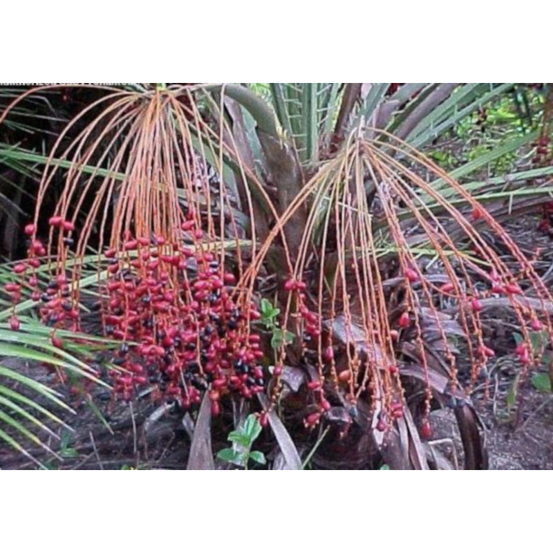 PALMA DAKTYLOWA KLIFOWA Phoenix Rupicola