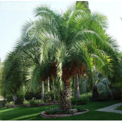 PALMA DAKTYLOWA KLIFOWA Phoenix Rupicola