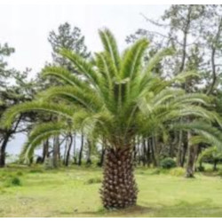 DAKTYLOWIEC KANARYJSKI  Phoenix canariensis