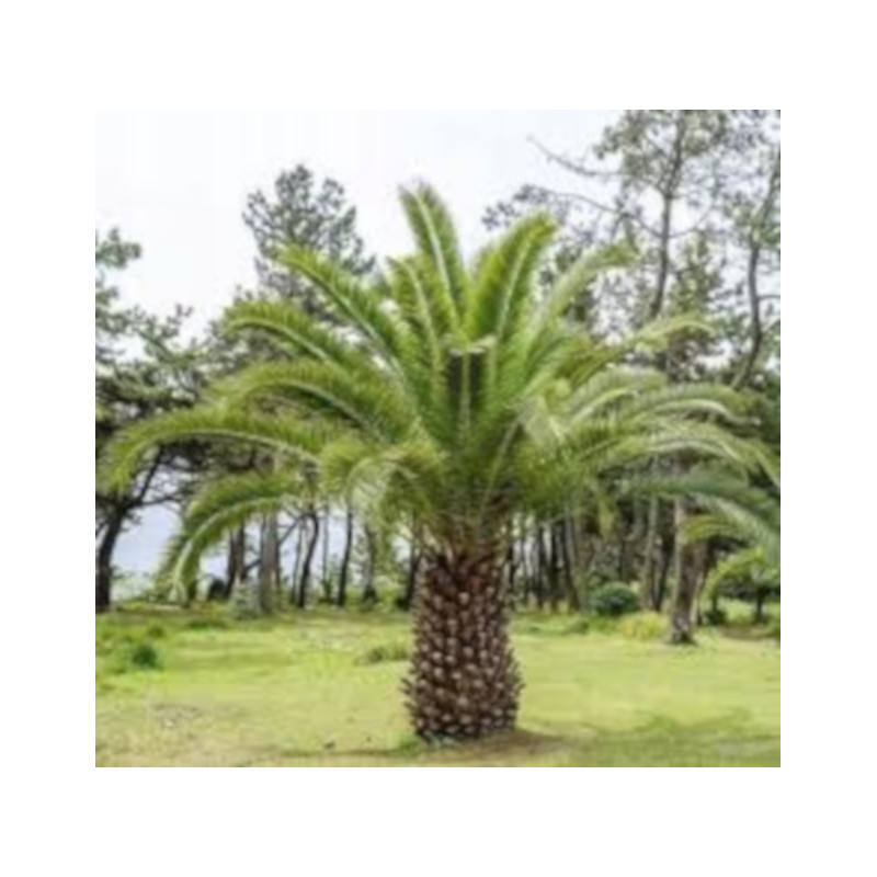 DAKTYLOWIEC KANARYJSKI  Phoenix canariensis