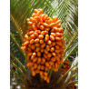 DAKTYLOWIEC KANARYJSKI  Phoenix canariensis