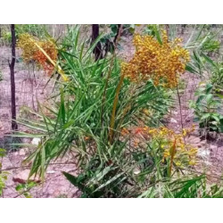 PALMA DAKTYLOWA  Phoenix acaulis