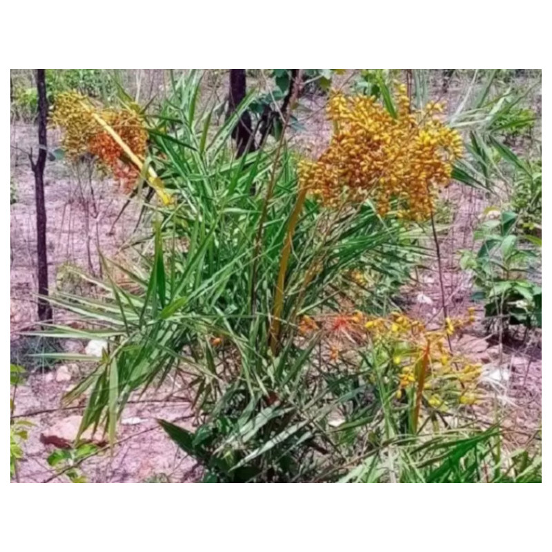 PALMA DAKTYLOWA  Phoenix acaulis