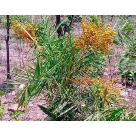 PALMA DAKTYLOWA  Phoenix acaulis