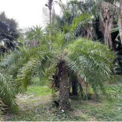 PALMA DAKTYLOWA  Phoenix acaulis