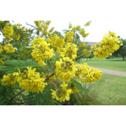 PLECIONKA PŁACZĄCA Peltophorum africanum