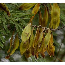 PLECIONKA PŁACZĄCA Peltophorum africanum