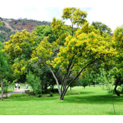 PLECIONKA PŁACZĄCA Peltophorum africanum