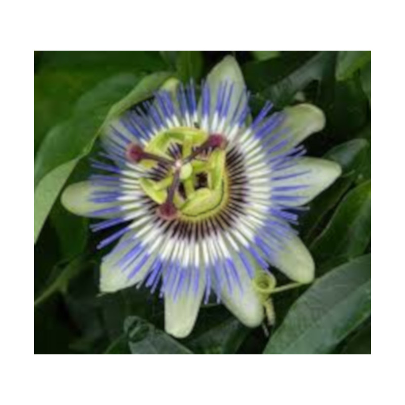 MĘCZENNICA JADALNA Passiflora edulis