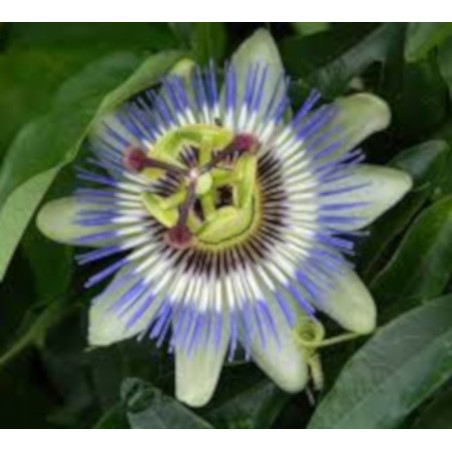 MĘCZENNICA JADALNA Passiflora edulis
