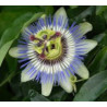 MĘCZENNICA JADALNA Passiflora edulis