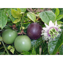 MĘCZENNICA JADALNA Passiflora edulis