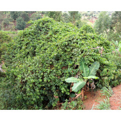 MĘCZENNICA JADALNA Passiflora edulis