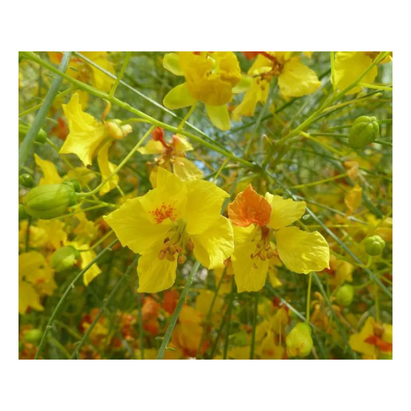 Parkinsonia anculeata