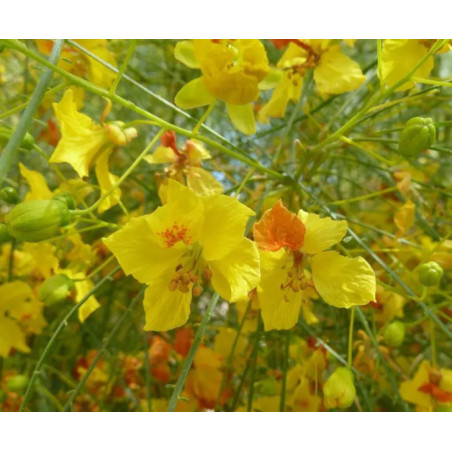 Parkinsonia anculeata