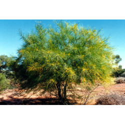 Parkinsonia anculeata