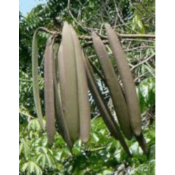 OROXYLUM INDICUM  Oroxylum indicum