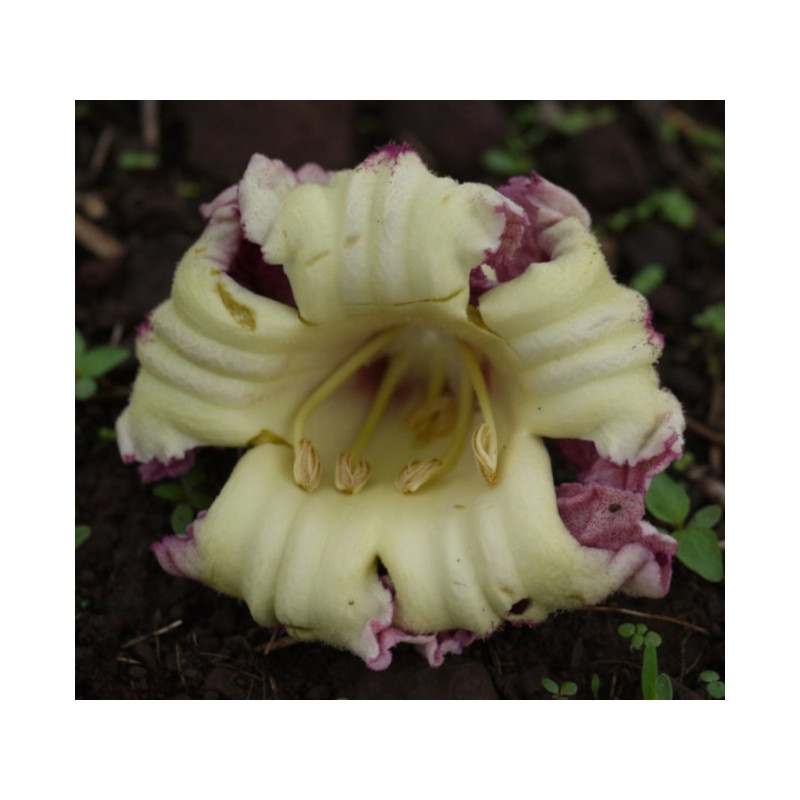 OROXYLUM INDICUM  Oroxylum indicum