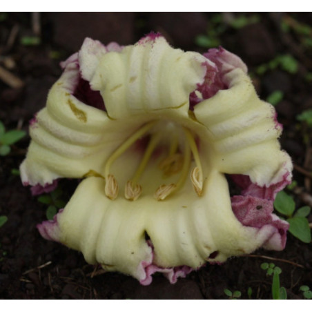 OROXYLUM INDICUM  Oroxylum indicum