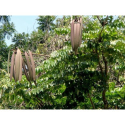 OROXYLUM INDICUM  Oroxylum indicum