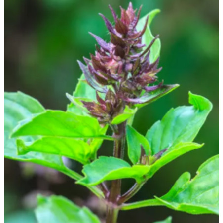 BAZYLIA ŚWIĘTA  Ocimum sanctum