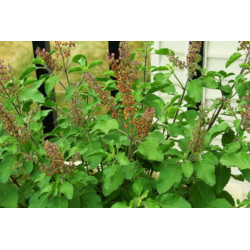 BAZYLIA ŚWIĘTA  Ocimum sanctum