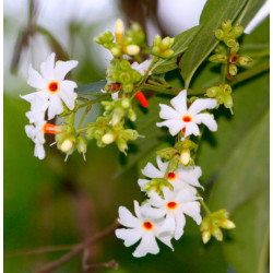 Nyctanthes arbor-tristis