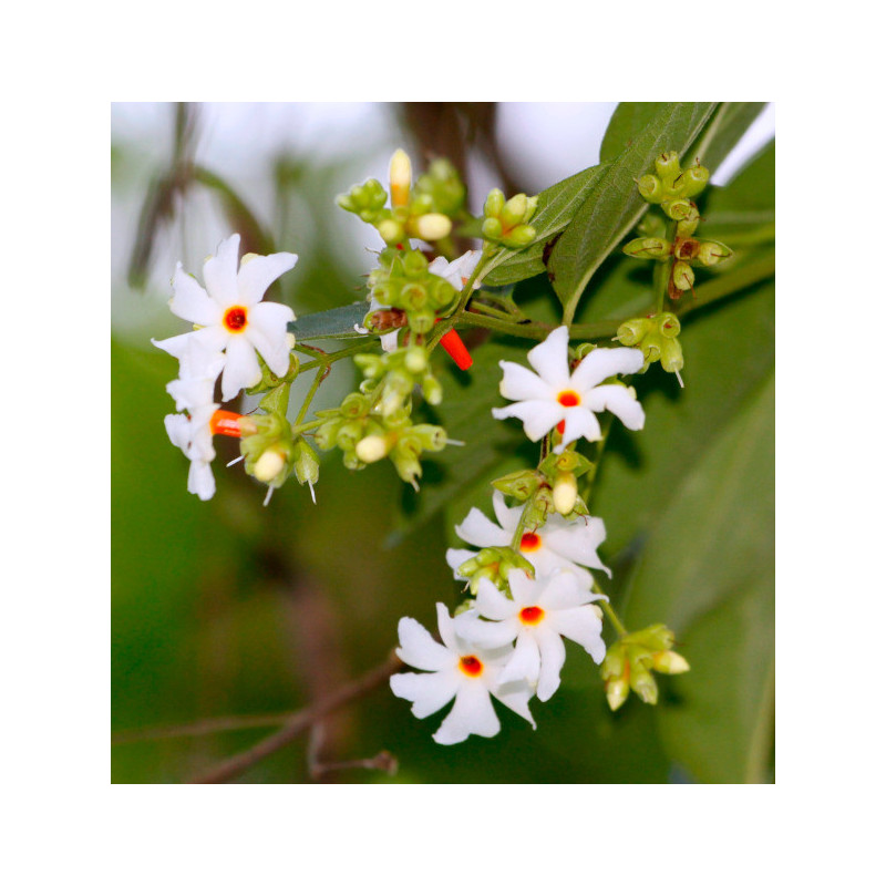 Nyctanthes arbor-tristis