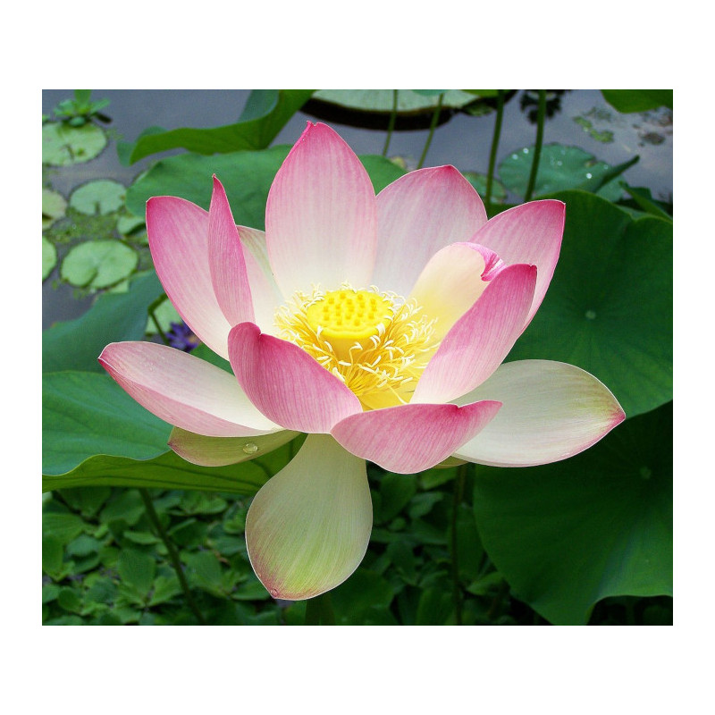 LOTOS ORZECHODAJNY  Nelumbo nucifera