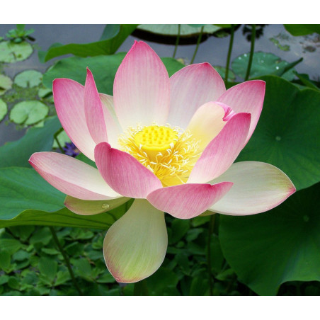 LOTOS ORZECHODAJNY  Nelumbo nucifera