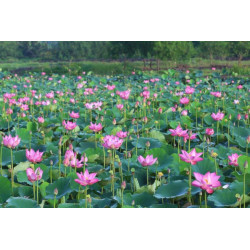 LOTOS ORZECHODAJNY  Nelumbo nucifera