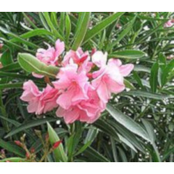 OLEANDER POSPOLITY  Nerium oleander