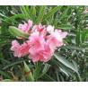 OLEANDER POSPOLITY  Nerium oleander
