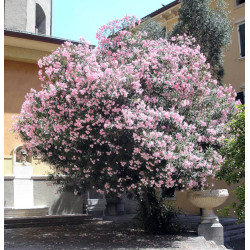 OLEANDER POSPOLITY  Nerium oleander