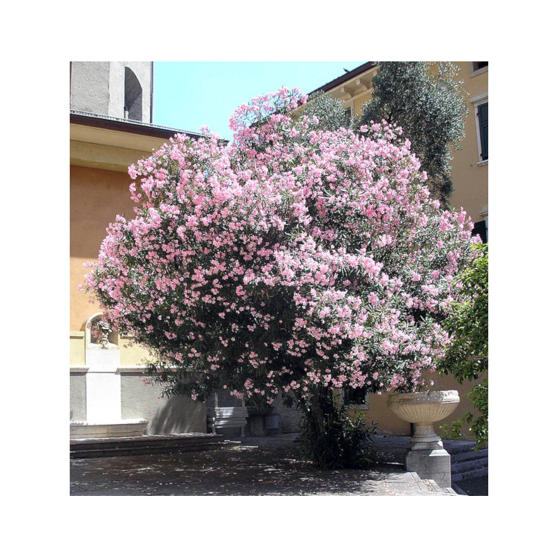 OLEANDER POSPOLITY  Nerium oleander