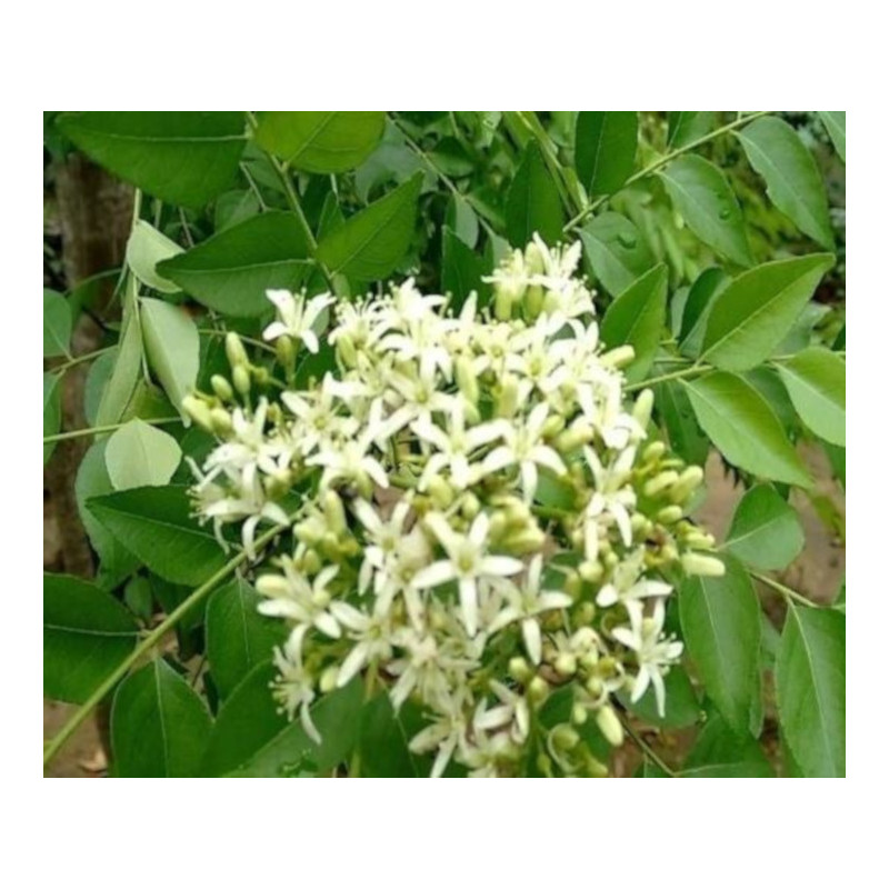 MURRAYA KOENIGII Murraya koenigii