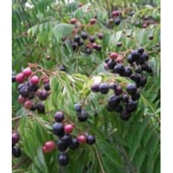 MURRAYA KOENIGII Murraya koenigii