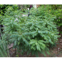 MURRAYA KOENIGII Murraya koenigii