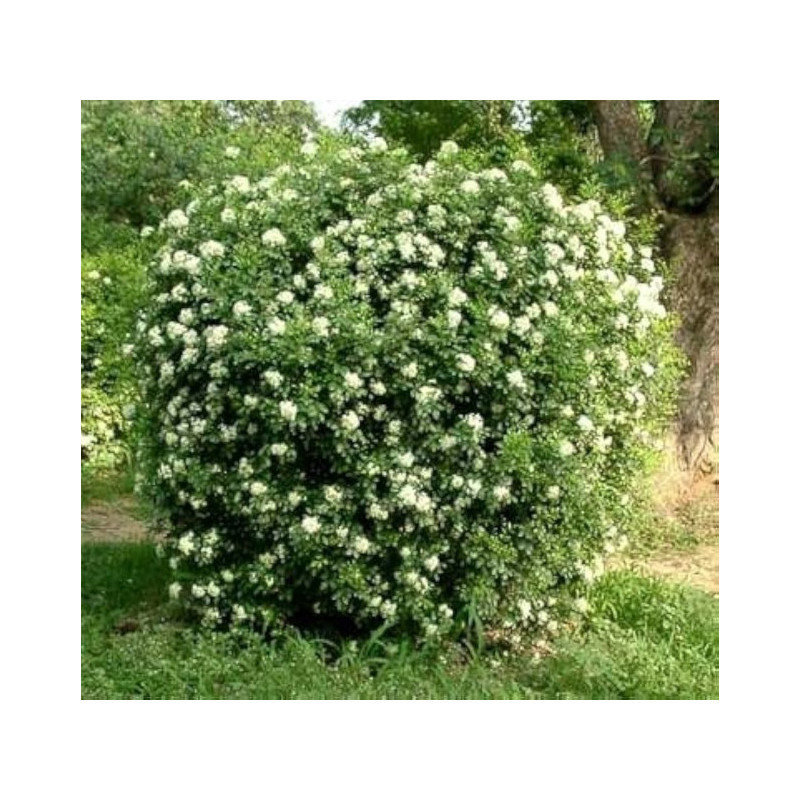Murraya paniculata