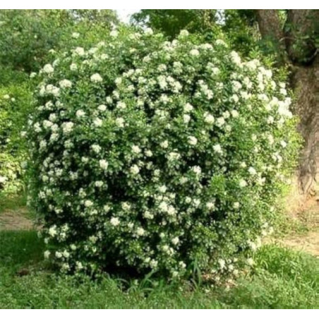 Murraya paniculata