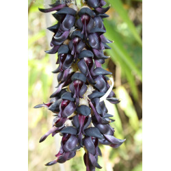 ŚWIERZBIEC WŁAŚCIWY  Mucuna pruriens